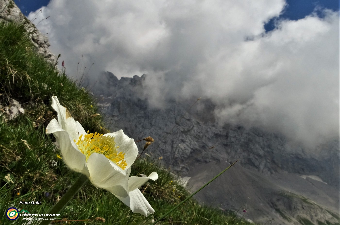 70 Pulsatilla alpina  (Pulsatilla alpina).JPG